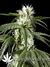 Great White Shark fem - семена конопли от Green House Seeds