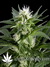 Great White Shark fem - семена конопли от Green House Seeds