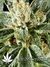 Great White Shark fem - семена конопли от Green House Seeds