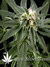 Great White Shark fem - семена конопли от Green House Seeds