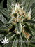 Great White Shark fem - семена конопли от Green House Seeds