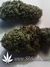 Auto Green Crack fem - автоцветущие феминизированные семена конопли от Fast Buds