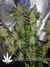 Auto Green Crack fem - автоцветущие феминизированные семена конопли от Fast Buds