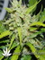 Auto Green Crack fem - автоцветущие феминизированные семена конопли от Fast Buds