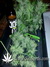Auto Green Crack fem - автоцветущие феминизированные семена конопли от Fast Buds