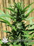 Auto Green Crack fem - автоцветущие феминизированные семена конопли от Fast Buds