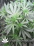 Auto Green Crack fem - автоцветущие феминизированные семена конопли от Fast Buds