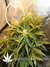 Auto Green Crack fem - автоцветущие феминизированные семена конопли от Fast Buds