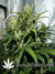 Auto Green Crack fem - автоцветущие феминизированные семена конопли от Fast Buds