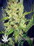 Auto Green Crack fem - автоцветущие феминизированные семена конопли от Fast Buds