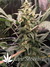 Auto Green Crack fem - автоцветущие феминизированные семена конопли от Fast Buds