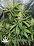 Auto Green Crack fem - автоцветущие феминизированные семена конопли от Fast Buds