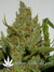 Auto Green Crack fem - автоцветущие феминизированные семена конопли от Fast Buds