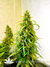 Axx seeds / Hangman - семена конопли от Axx Seeds