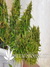 Axx seeds / Hangman - семена конопли от Axx Seeds