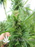 Axx seeds / Hangman - семена конопли от Axx Seeds
