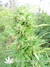 Axx seeds / Hangman - семена конопли от Axx Seeds