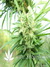 Axx seeds / Hangman - семена конопли от Axx Seeds