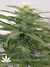 Mandala Seeds / Hashberry - семена конопли от Mandala Seeds