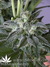 Mandala Seeds / Hashberry - семена конопли от Mandala Seeds