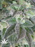 Mandala Seeds / Hashberry - семена конопли от Mandala Seeds