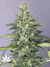 Mandala Seeds / Hashberry - семена конопли от Mandala Seeds