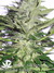 Mandala Seeds / Hashberry - семена конопли от Mandala Seeds