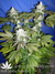 Mandala Seeds / Hashberry - семена конопли от Mandala Seeds