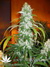 Mandala Seeds / Hashberry - семена конопли от Mandala Seeds