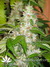 Mandala Seeds / Hashberry - семена конопли от Mandala Seeds