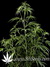 Hawaiian Snow fem - семена конопли от Green House Seeds
