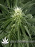 Hawaiian Snow fem - семена конопли от Green House Seeds