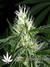 Hawaiian Snow fem - семена конопли от Green House Seeds