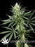 Hawaiian Snow fem - семена конопли от Green House Seeds
