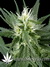Hawaiian Snow fem - семена конопли от Green House Seeds