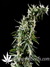 Hawaiian Snow fem - семена конопли от Green House Seeds