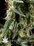 Hawaiian Snow fem - семена конопли от Green House Seeds