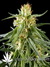 Hawaiian Snow fem - семена конопли от Green House Seeds