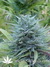 Nirvana Seeds / Ice - семена конопли от Nirvana Seeds