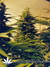 Nirvana Seeds / Ice - семена конопли от Nirvana Seeds