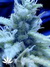 Nirvana Seeds / Ice - семена конопли от Nirvana Seeds