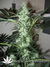 Nirvana Seeds / Ice - семена конопли от Nirvana Seeds