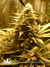 Nirvana Seeds / Ice - семена конопли от Nirvana Seeds