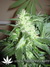 Nirvana Seeds / Ice - семена конопли от Nirvana Seeds