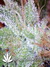 Nirvana Seeds / Ice - семена конопли от Nirvana Seeds
