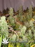 Ice Cream fem - феминизированные семена конопли от Paradise Seeds