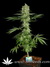 Ice Cream fem - феминизированные семена конопли от Paradise Seeds