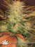 Ice Cream fem - феминизированные семена конопли от Paradise Seeds