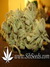 Ice Cream fem - феминизированные семена конопли от Paradise Seeds