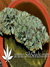 Ice Cream fem - феминизированные семена конопли от Paradise Seeds